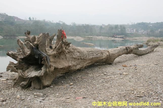 �c���鿴��ľ��ǧ��ˮ��ľ���Ŵ�DƬ