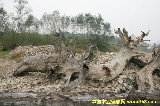 �c���鿴��ľ��ǧ��ˮ��ľ���Ŵ�DƬ