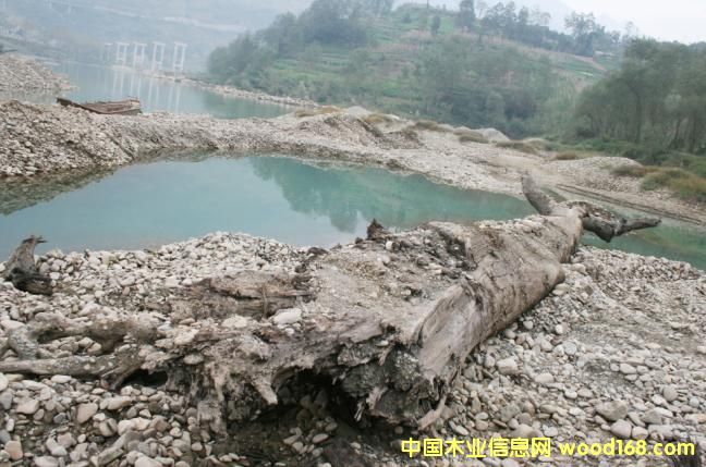 �c���鿴��ľ��ǧ��ˮ��ľ���Ŵ�DƬ