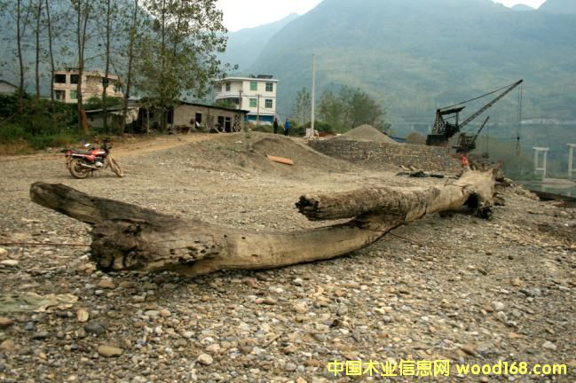 �c���鿴��ľ��ǧ��ˮ��ľ���Ŵ�DƬ