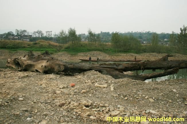 �c���鿴��ľ��ǧ��ˮ��ľ���Ŵ�DƬ