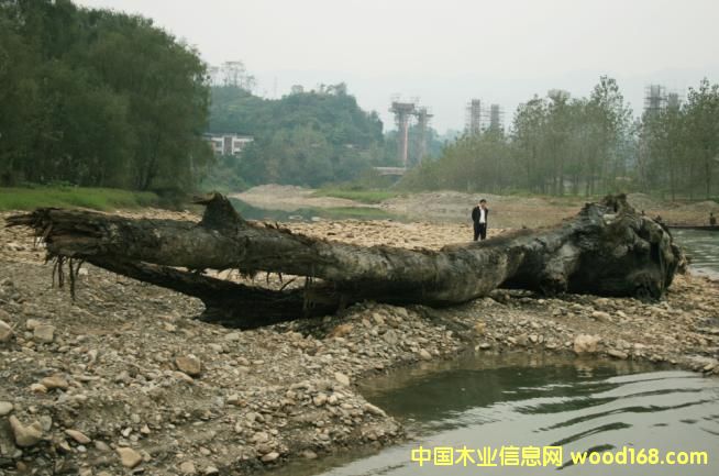 �c���鿴��ľ��ǧ��ˮ��ľ���Ŵ�DƬ