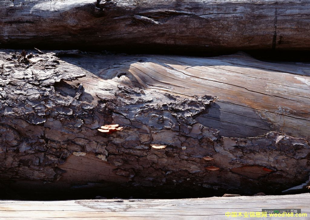 �c(di��n)���鿴ľ�ķŴ�DƬ