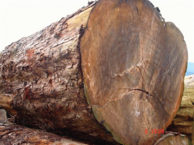 �c���鿴��̴ľ�Ŵ�DƬ