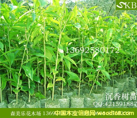 ����������ľ����