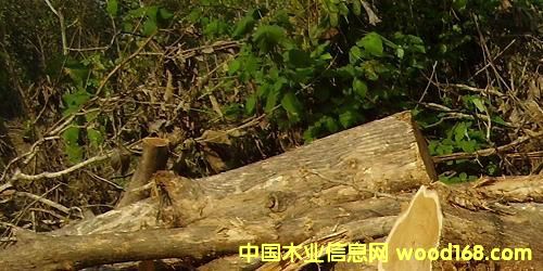 �c(di��n)���鿴��ľ�Ҿ߲ķŴ�DƬ