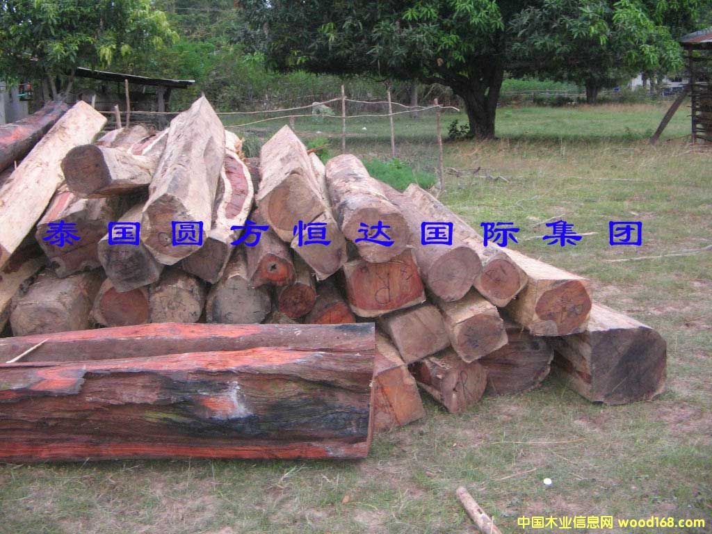 ��t��֦��Ԕ����B