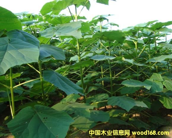 �c(di��n)���鿴��ͩ��Ŵ�DƬ