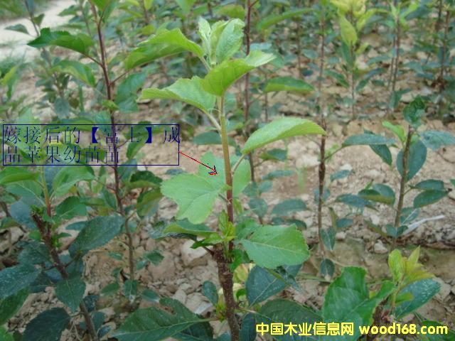 �c(di��n)���鿴�O(p��ng)����Ŵ�DƬ