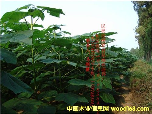 �c(di��n)���鿴��ͩ��Ŵ�DƬ