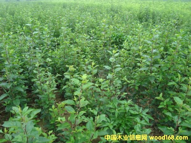 �c(di��n)���鿴�O(p��ng)����Ŵ�DƬ