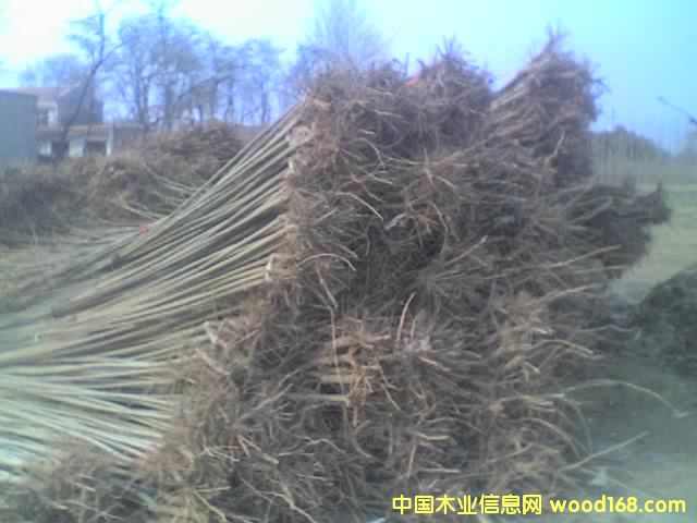 �c(di��n)���鿴���(sh��)��Ŵ�DƬ