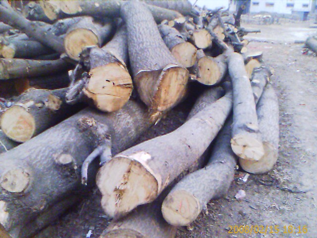 �c(di��n)���鿴ͩľԭľ�Ŵ�DƬ