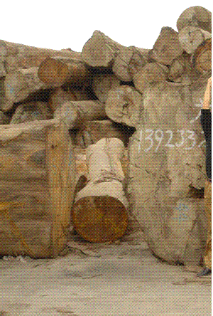 �c���鿴��ľ�Ŵ�DƬ