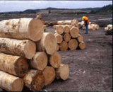 ݗ����ԭľ�D��Ԕ����B