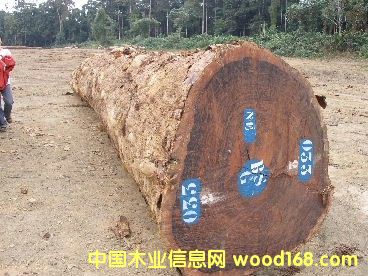 �c(di��n)���鿴�ͻ�ԭľ�Ŵ�DƬ