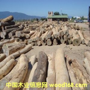 03�G̴��(Palo Santo)��Ƥԭľ��Ԕ��(x��)��B