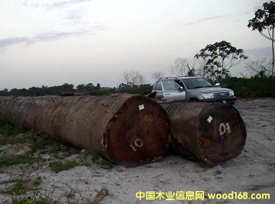 PURPLEHEART(����ľ)��Ԕ��(x��)��B