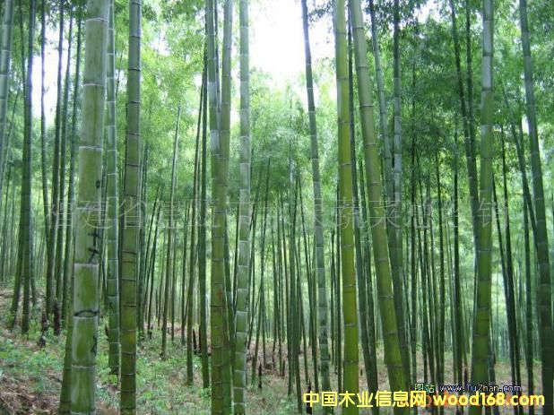 �c(di��n)���鿴ë��Ŵ�DƬ