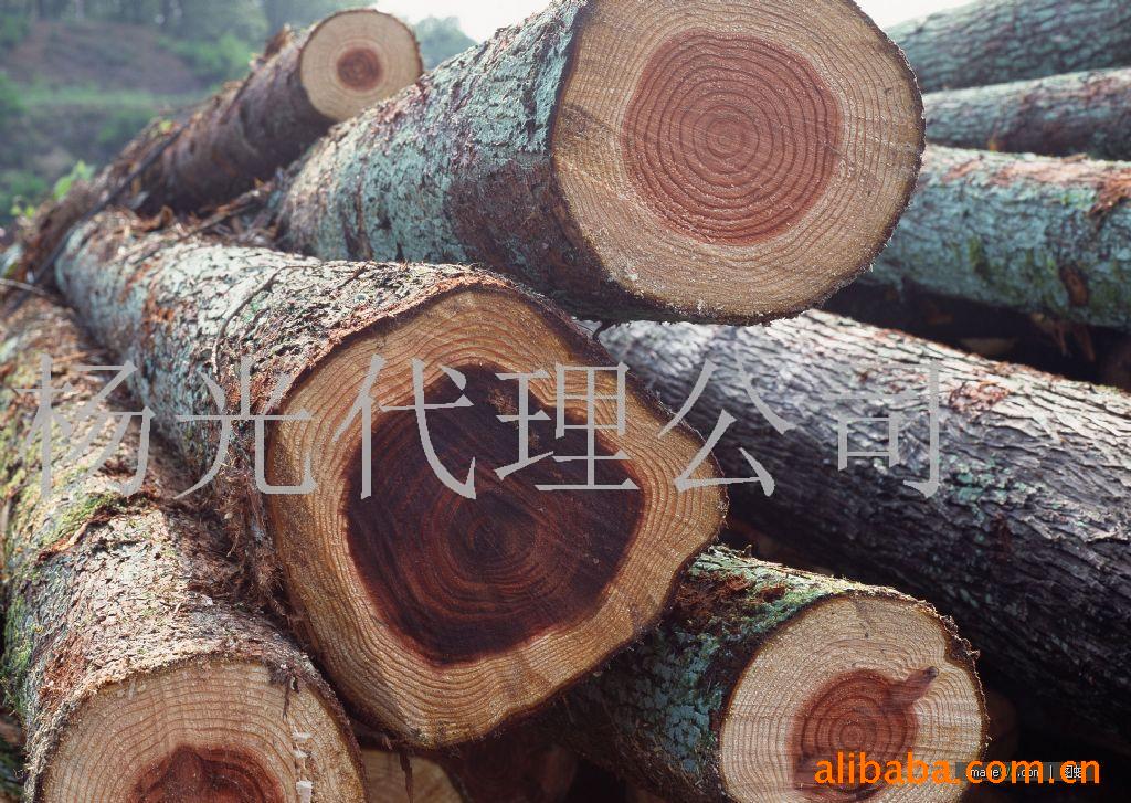 �c���鿴ԭľ�Ŵ�DƬ