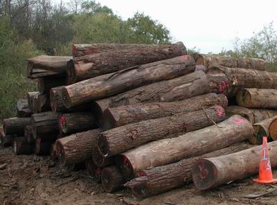 �c(di��n)���鿴ľ�ķŴ�DƬ