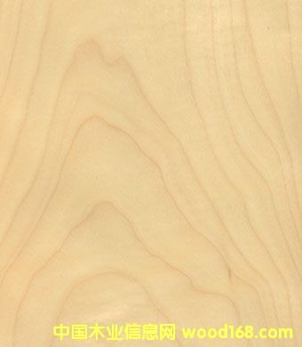 �c(di��n)���鿴��ľ�Ŵ�DƬ