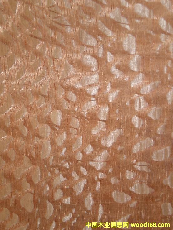 �c(di��n)���鿴����ľƤ�Ŵ�DƬ