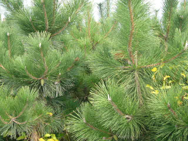 �c(di��n)���鿴������ľ�Ŵ�DƬ