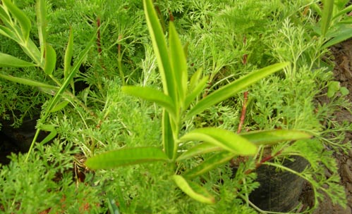 ̴���磬̴��Nֲ��̴��ľ/̴���