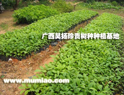 ��ľ������ľ�Nֲ����ľ��