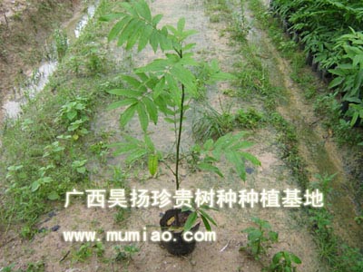 �����磬����Nֲ������ľ/�����