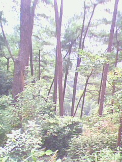 �c���鿴ɼľ�Ŵ�DƬ