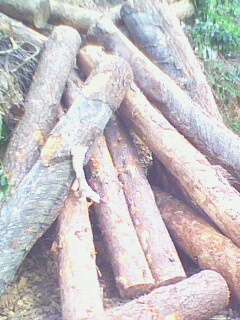 �c���鿴��ľ�Ŵ�DƬ