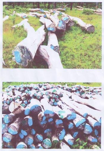 �c���鿴�ϓ�t��֦ľ�Ŵ�DƬ