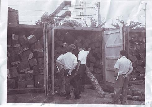 �c���鿴�ϓ�t��֦ľ�Ŵ�DƬ