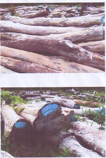 �c���鿴�ϓ�t��֦ľ�Ŵ�DƬ