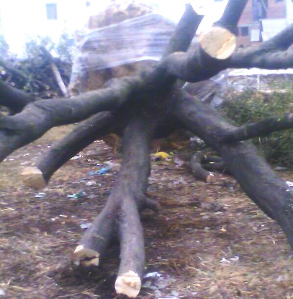 ���ǘ䣨�L���䣩