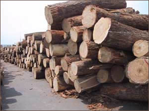 �c���鿴ԭľ�Ŵ�DƬ