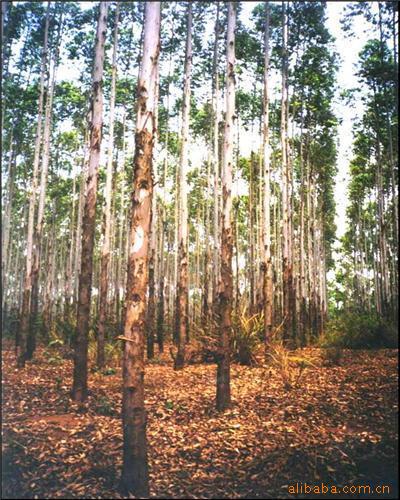 ��ľ��Ԕ��(x��)��B