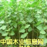 �c(di��n)���鿴�����Ŵ�DƬ