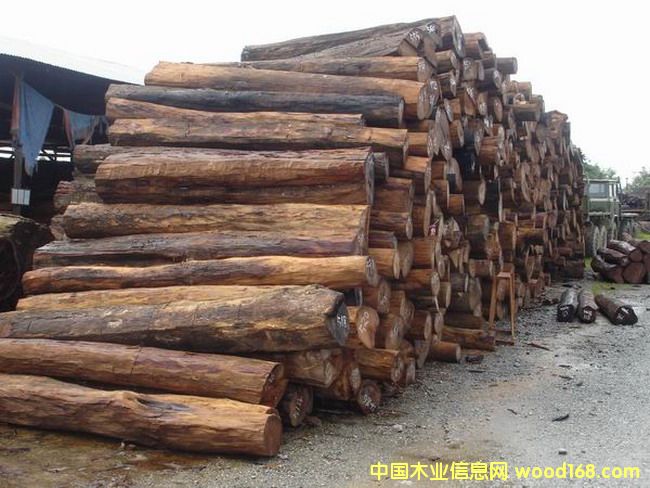 �c���鿴������֦ľ�Ŵ�DƬ