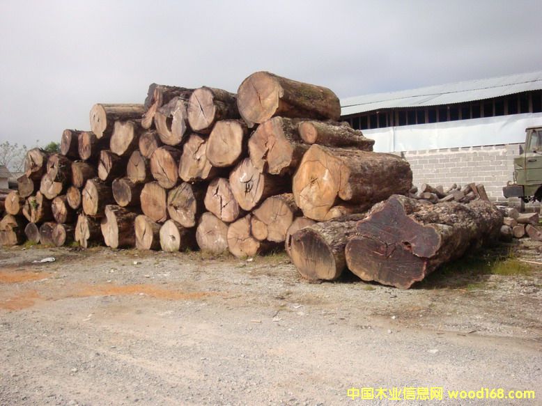 �c���鿴���黨��ľ�Ŵ�DƬ