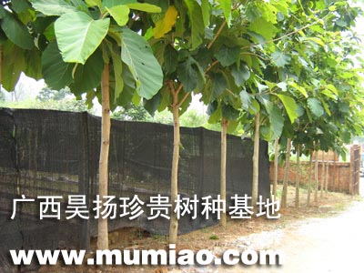 �c(di��n)���鿴������ľ��(sh��)�N����ľ����;/�ɲ�/�r(ji��)��Ŵ�DƬ