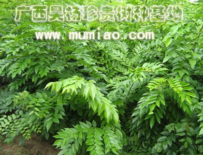 �c(di��n)���鿴�����S̴���S�������������S����Nֲ/�ɲ�/�r(ji��)��Ŵ�DƬ