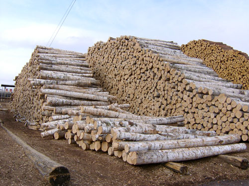 �c(di��n)���鿴��ľ�Ŵ�DƬ