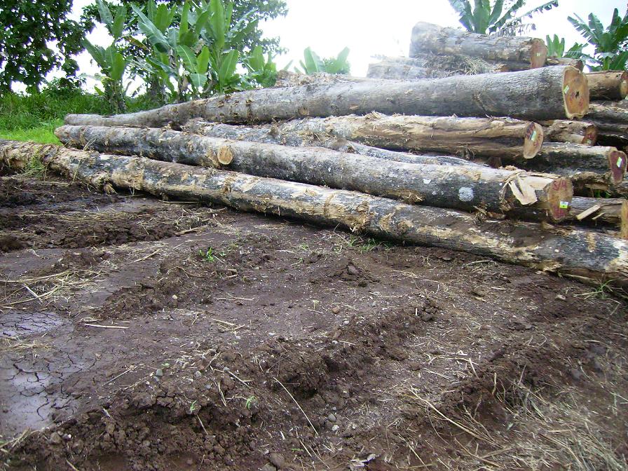 Kuriva Teak logs��Ԕ��(x��)��B