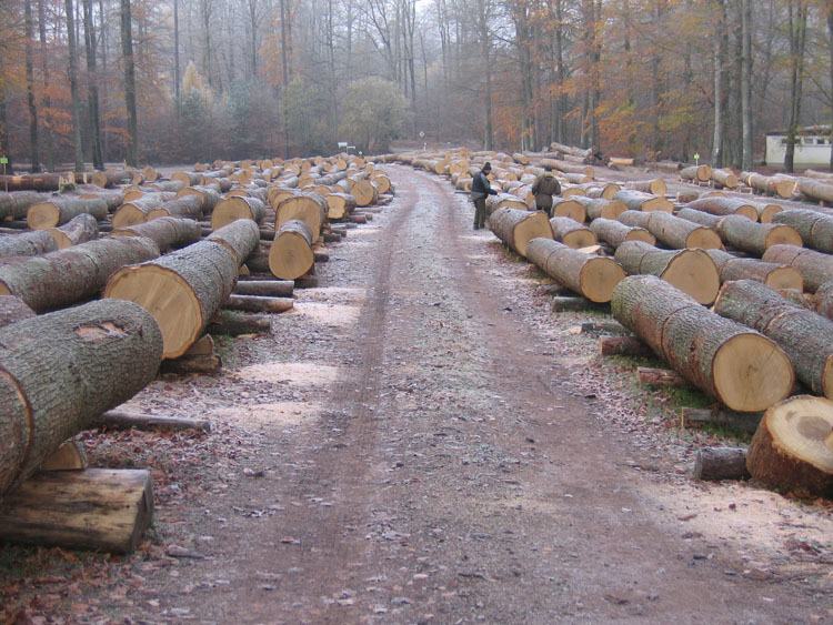 �t������ԭľ��Ԕ����B