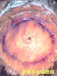 �t��ľ��Ԕ����B