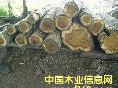 �c(di��n)���鿴��ľ�Ŵ�DƬ