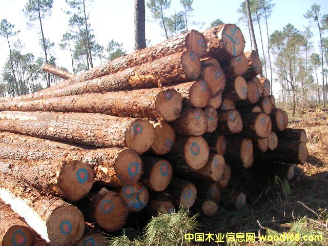 �c(di��n)���鿴maritime pine �����ɷŴ�DƬ